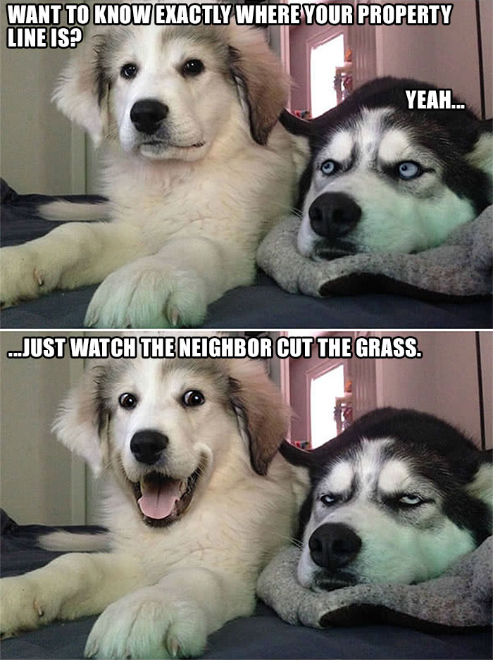 two dogs telling real estate jokes